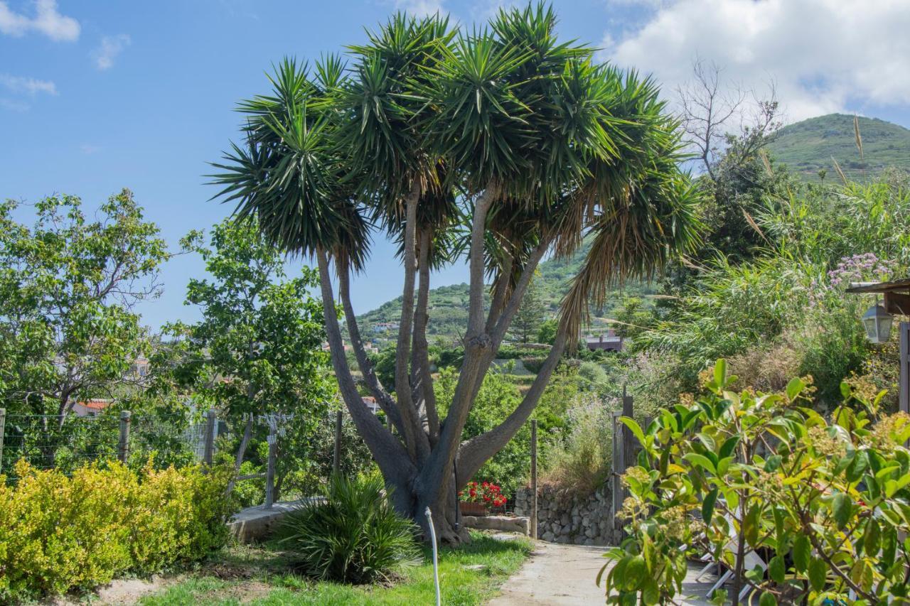Casa Yucca Vila Forio di Ischia Exterior foto